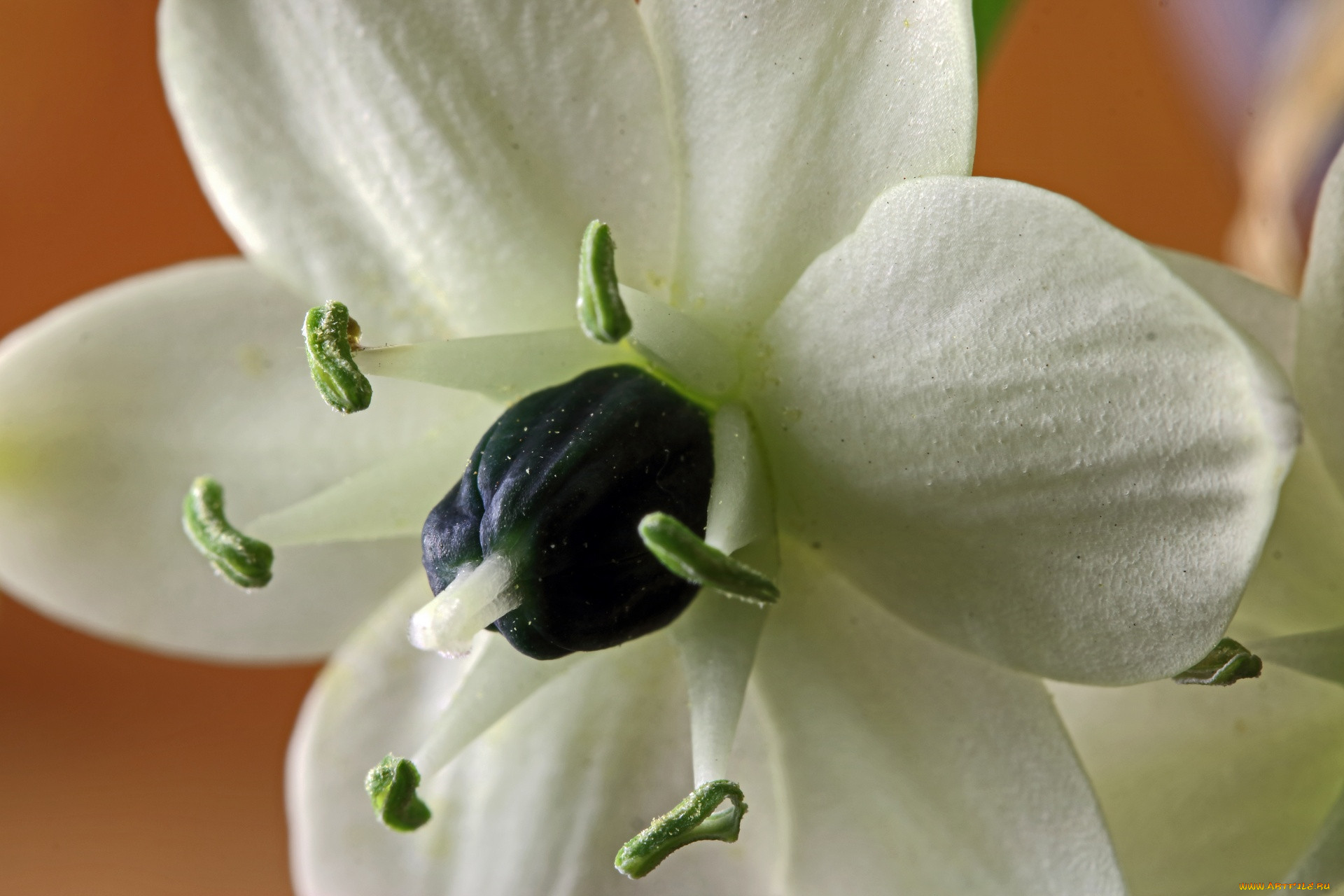 chincherinchee floret, , chincherinchee, floret